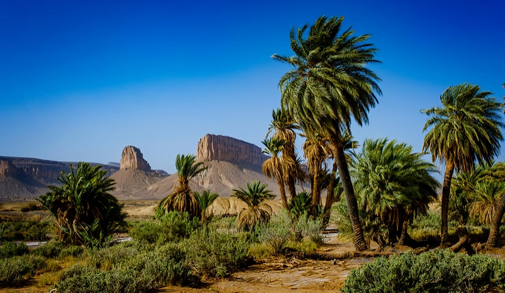 Oasis